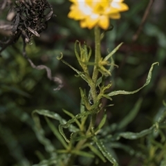 Xerochrysum viscosum at Weetangera, ACT - 26 Oct 2024 10:09 AM