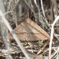 Epidesmia hypenaria (Long-nosed Epidesmia) at Weetangera, ACT - 26 Oct 2024 by AlisonMilton