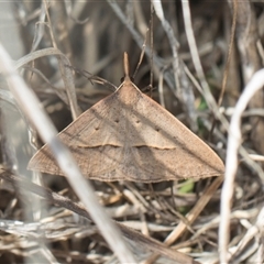 Epidesmia hypenaria (Long-nosed Epidesmia) at Weetangera, ACT - 25 Oct 2024 by AlisonMilton