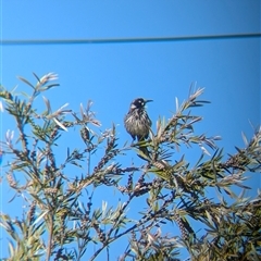 Phylidonyris novaehollandiae (New Holland Honeyeater) at North Albury, NSW - 25 Oct 2024 by Darcy