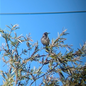 Phylidonyris novaehollandiae at North Albury, NSW - suppressed