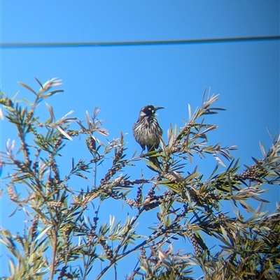 Phylidonyris novaehollandiae (New Holland Honeyeater) at North Albury, NSW - 25 Oct 2024 by Darcy