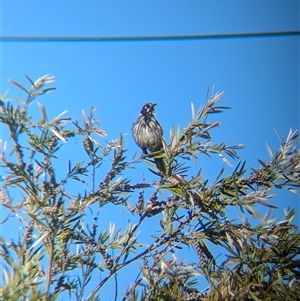 Phylidonyris novaehollandiae at North Albury, NSW - suppressed