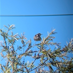 Phylidonyris novaehollandiae at North Albury, NSW - suppressed