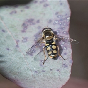 Simosyrphus grandicornis at Weetangera, ACT - 26 Oct 2024 10:11 AM