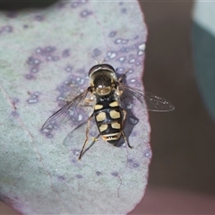 Simosyrphus grandicornis at Weetangera, ACT - 26 Oct 2024 10:11 AM