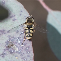 Simosyrphus grandicornis at Weetangera, ACT - 26 Oct 2024 10:11 AM