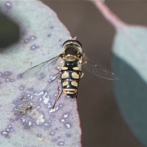 Simosyrphus grandicornis at Weetangera, ACT - 26 Oct 2024 10:11 AM