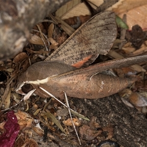 Hippotion scrofa at Melba, ACT - 28 Oct 2024