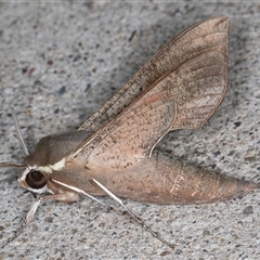 Hippotion scrofa at Melba, ACT - 28 Oct 2024