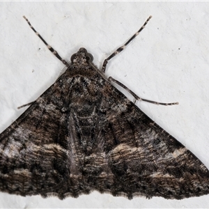 Gastrinodes argoplaca at Melba, ACT - 28 Oct 2024 10:40 PM