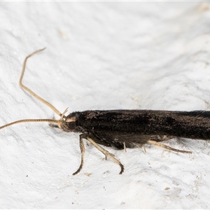 Lecithocera terrigena at Melba, ACT - 28 Oct 2024 10:42 PM