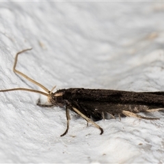 Lecithocera terrigena at Melba, ACT - 28 Oct 2024 10:42 PM