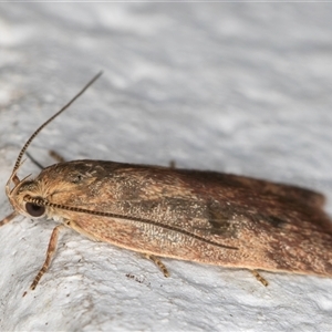 Oligoloba severa at Melba, ACT - 28 Oct 2024 10:43 PM