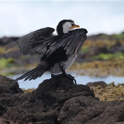 Microcarbo melanoleucos (Little Pied Cormorant) at Moruya Heads, NSW - 27 Oct 2024 by jb2602