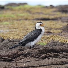 Microcarbo melanoleucos at Moruya Heads, NSW - 28 Oct 2024