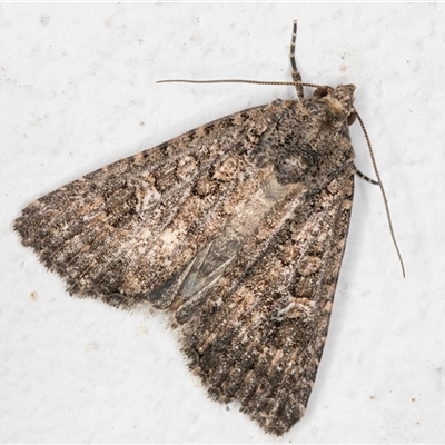 Hypoperigea tonsa (A Noctuid moth (Acronictinae) at Melba, ACT - 28 Oct 2024 by kasiaaus