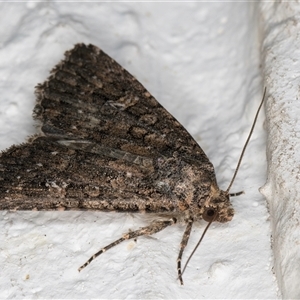 Hypoperigea tonsa at Melba, ACT - 28 Oct 2024 10:44 PM