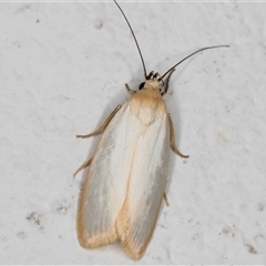 Xylorycta assimilis at Melba, ACT - 28 Oct 2024 10:46 PM