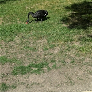 Cygnus atratus (Black Swan) at Lake Wendouree, VIC by Darcy