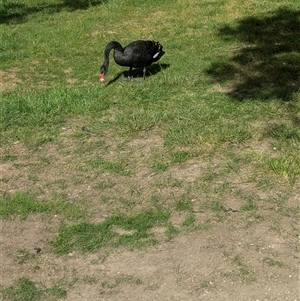 Cygnus atratus at Lake Wendouree, VIC - 27 Oct 2024 04:49 PM