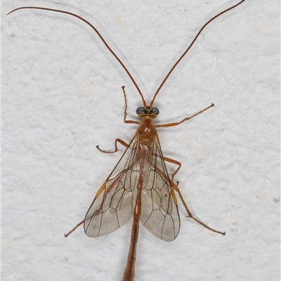 Enicospilus sp. (genus) (An ichneumon wasp) at Melba, ACT - 28 Oct 2024 by kasiaaus