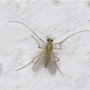 Tanytarsus (genus) at Melba, ACT - 28 Oct 2024