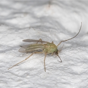 Tanytarsus (genus) at Melba, ACT - 28 Oct 2024