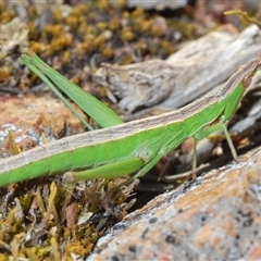 Keyacris scurra (Key's Matchstick Grasshopper) at Hall, ACT - 29 Oct 2024 by Harrisi