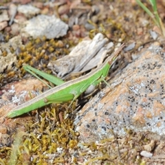 Keyacris scurra at Hall, ACT - 29 Oct 2024 06:11 PM