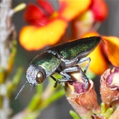 Melobasis propinqua (Propinqua jewel beetle) at Hall, ACT - 29 Oct 2024 by Harrisi