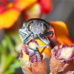 Melobasis propinqua at Hall, ACT - 29 Oct 2024 05:15 PM