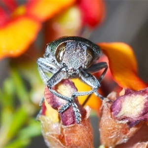 Melobasis propinqua at Hall, ACT - 29 Oct 2024 05:15 PM