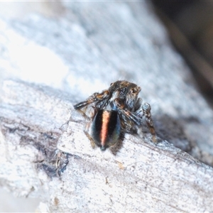 Maratus chrysomelas at Hall, ACT - 29 Oct 2024