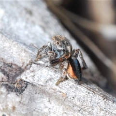 Maratus chrysomelas at Hall, ACT - 29 Oct 2024