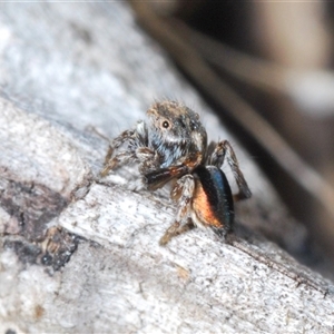 Maratus chrysomelas at Hall, ACT - 29 Oct 2024