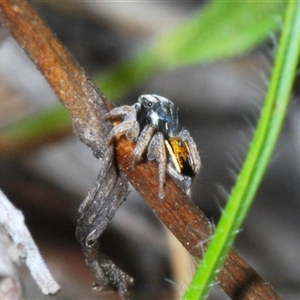 Maratus purcellae at Hall, ACT - 29 Oct 2024