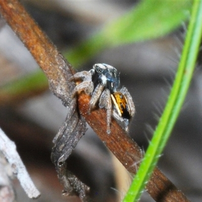 Maratus purcellae (Purcell's peacock spider) at Hall, ACT - 29 Oct 2024 by Harrisi