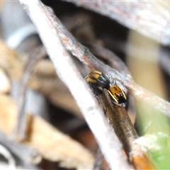 Maratus purcellae at Hall, ACT - suppressed