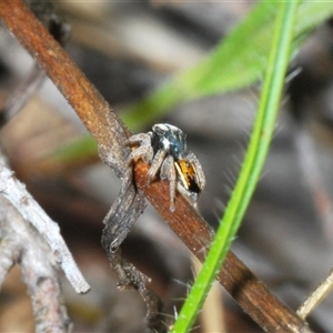 Maratus purcellae at Hall, ACT - suppressed