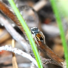 Maratus purcellae at Hall, ACT - 29 Oct 2024