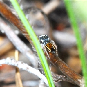 Maratus purcellae at Hall, ACT - 29 Oct 2024