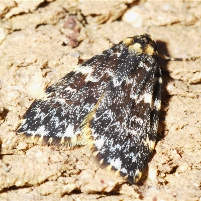 Halone coryphoea (Eastern Halone moth) at Stirling, ACT - 28 Oct 2024 by Harrisi