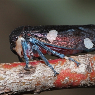 Eurymela distincta (Gumtree leafhopper) at Yarralumla, ACT - 27 Oct 2024 by TimL