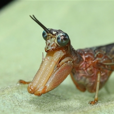 Campion australasiae (A mantid lacewing) at Yarralumla, ACT - 27 Oct 2024 by TimL