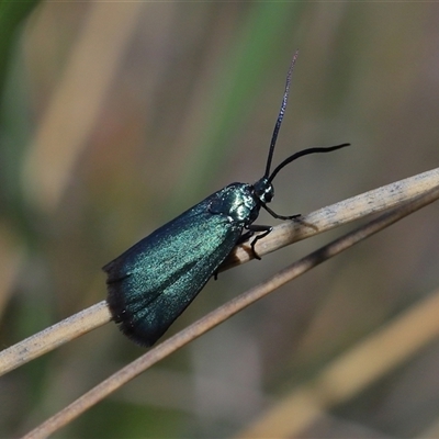 Pollanisus (genus) (A Forester Moth) at Throsby, ACT - 26 Oct 2024 by TimL