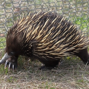 Tachyglossus aculeatus at Bonner, ACT - 28 Sep 2024 01:16 PM