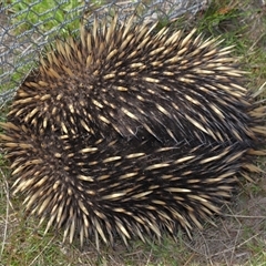 Tachyglossus aculeatus at Bonner, ACT - 28 Sep 2024 01:16 PM