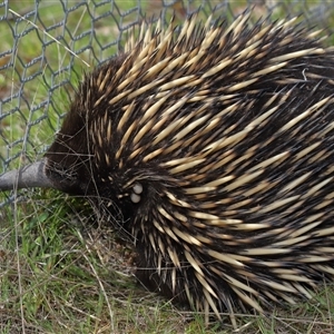 Tachyglossus aculeatus at Bonner, ACT - 28 Sep 2024 01:16 PM