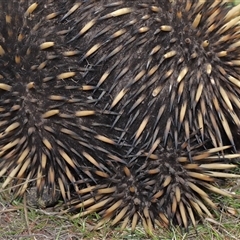 Tachyglossus aculeatus at Bonner, ACT - 28 Sep 2024 01:16 PM